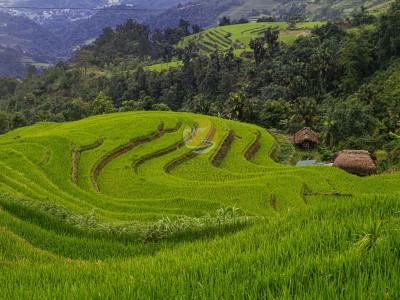 Green terraced rice fields in a Ha Giang Loop tour 4 days
