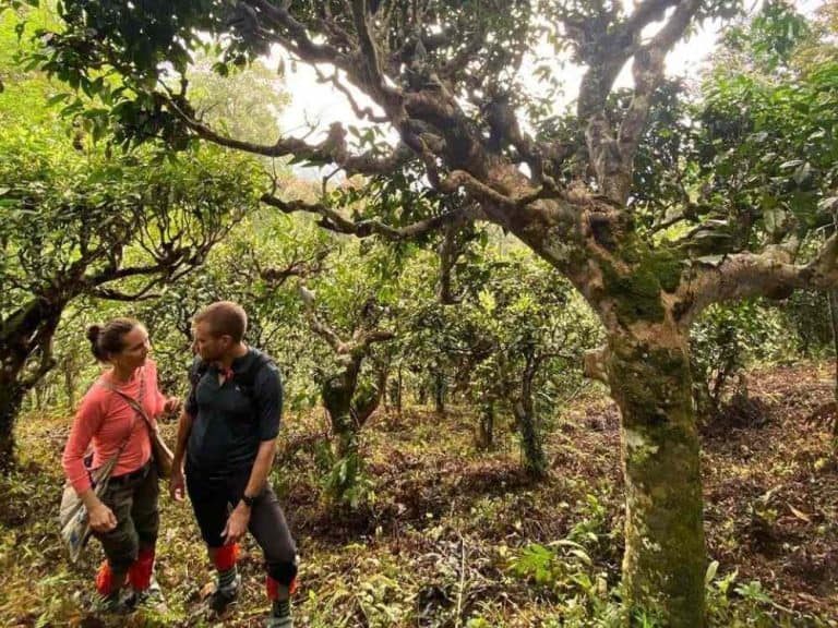 Group exploring a lush 1 day ancient snow shan tea garden