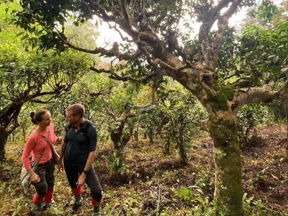 Group exploring a lush 1 day ancient snow shan tea garden