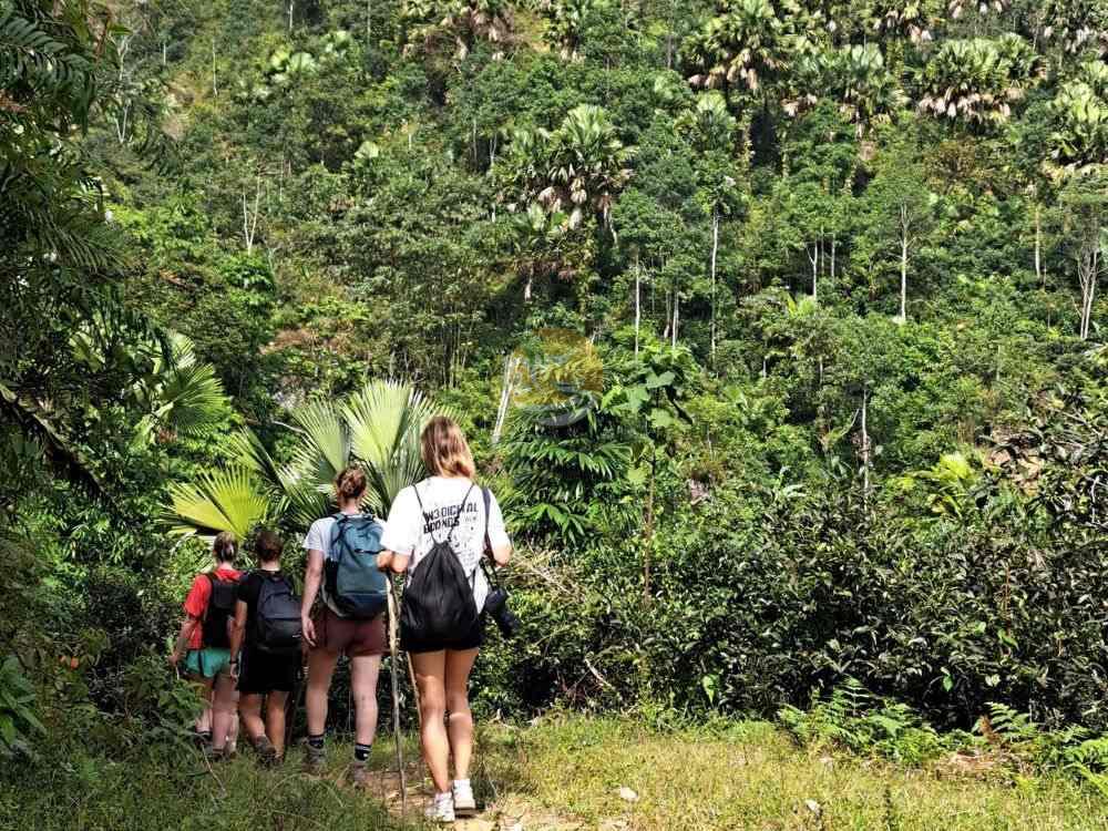 Group exploring the lush jungle path on a 2-day Tay Con Linh trekking adventure