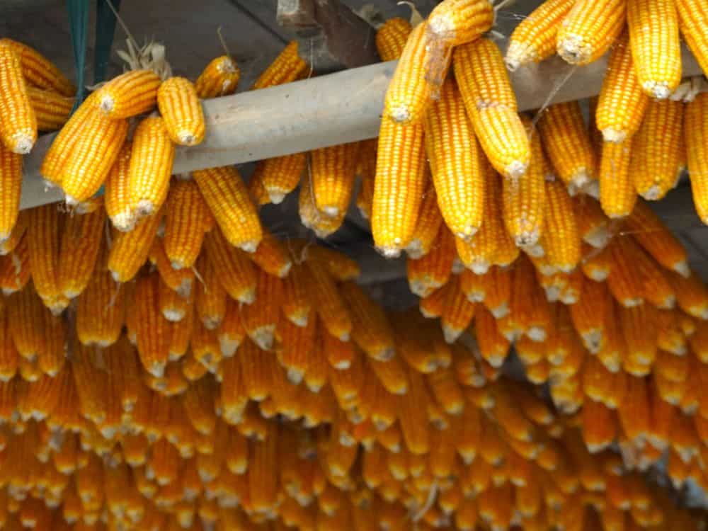 Hanging corn cobs for drying