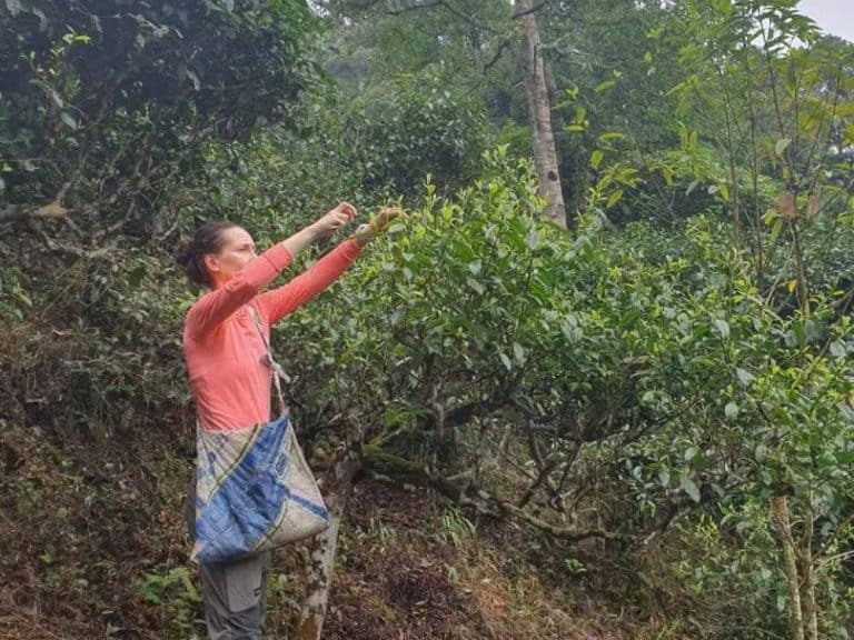 Harvesting ancient snow shan tea from high branches of the tree