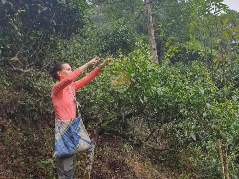 Harvesting ancient snow shan tea from high branches of the tree