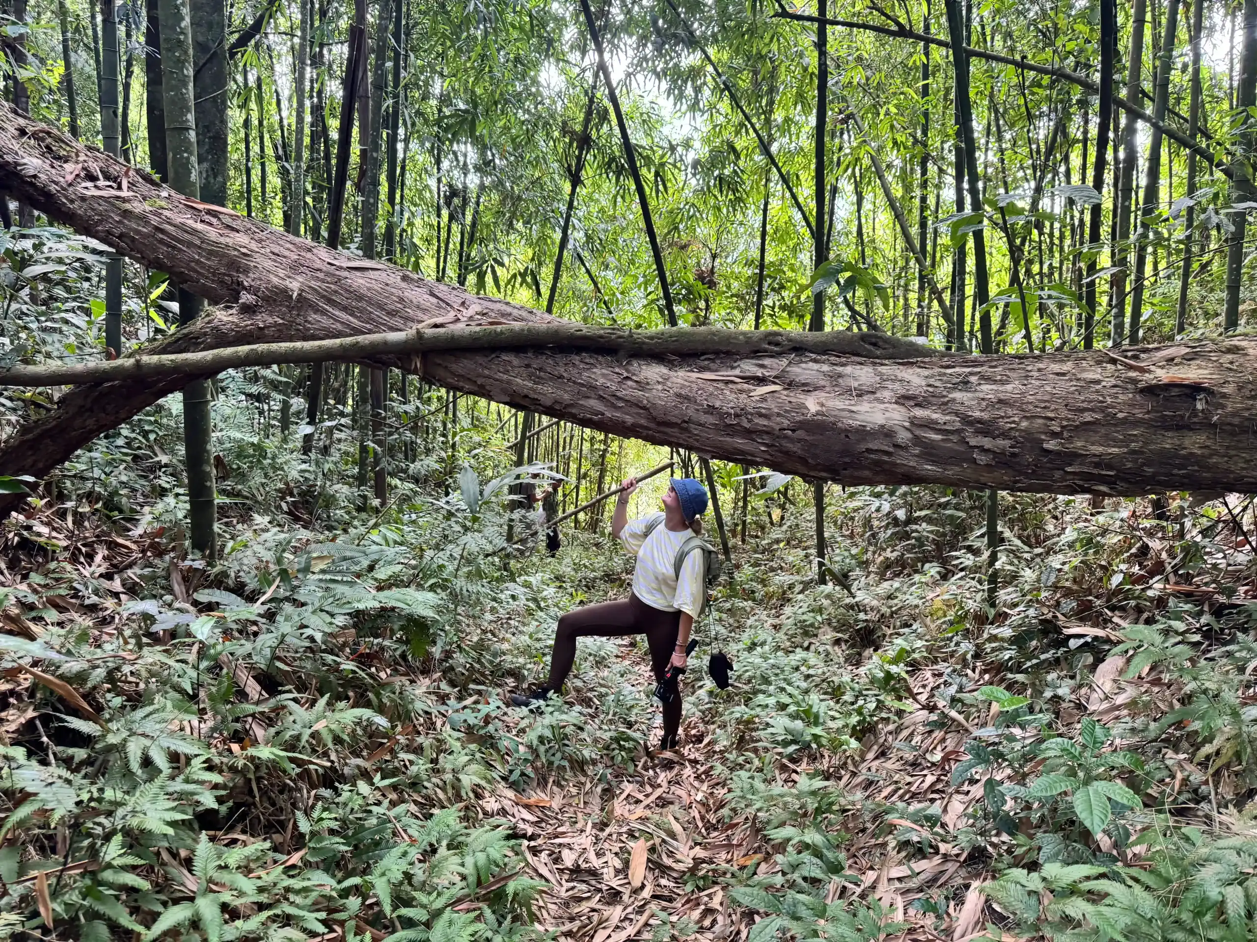 Hiking in the forests of Ha Giang