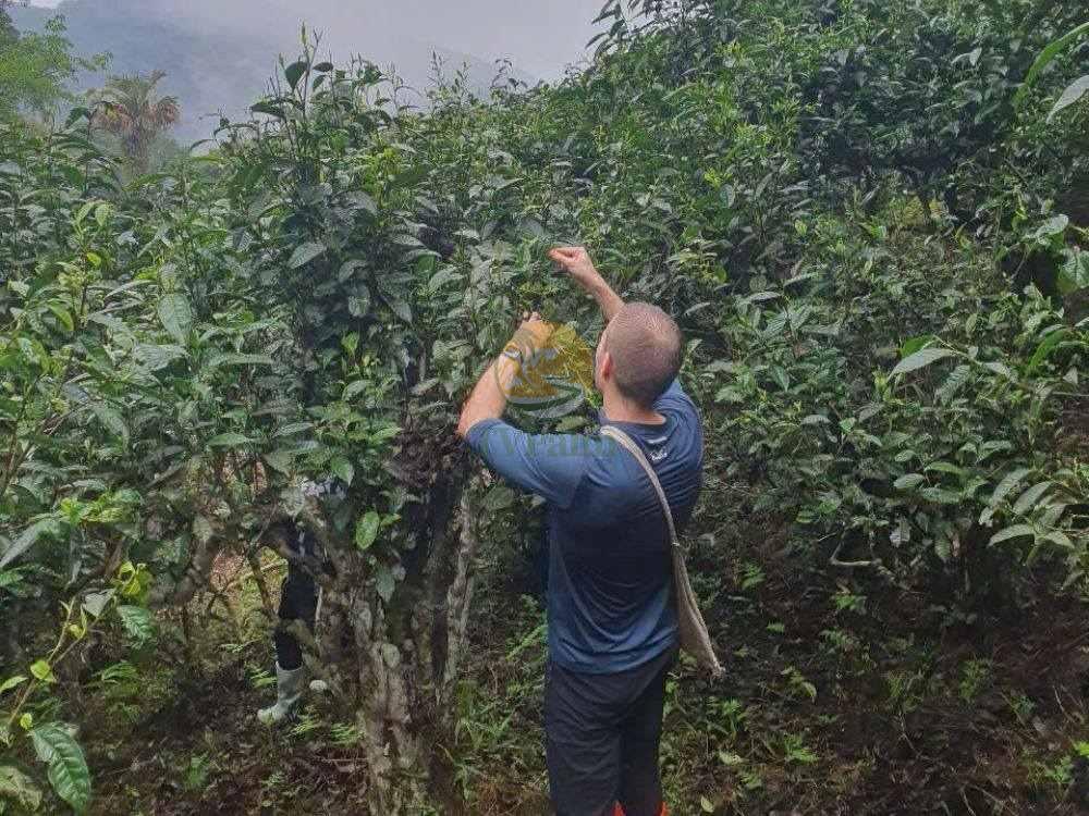 Local expert harvesting ancient snow shan tea leaves
