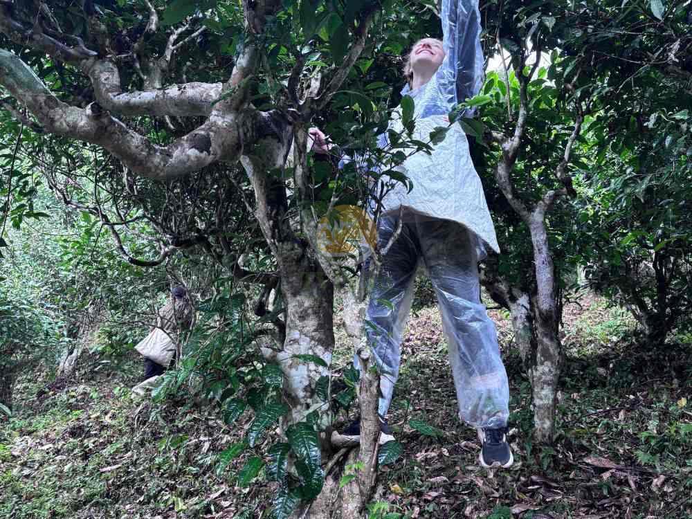 Local expert picking high quality ancient snow shan tea leaves
