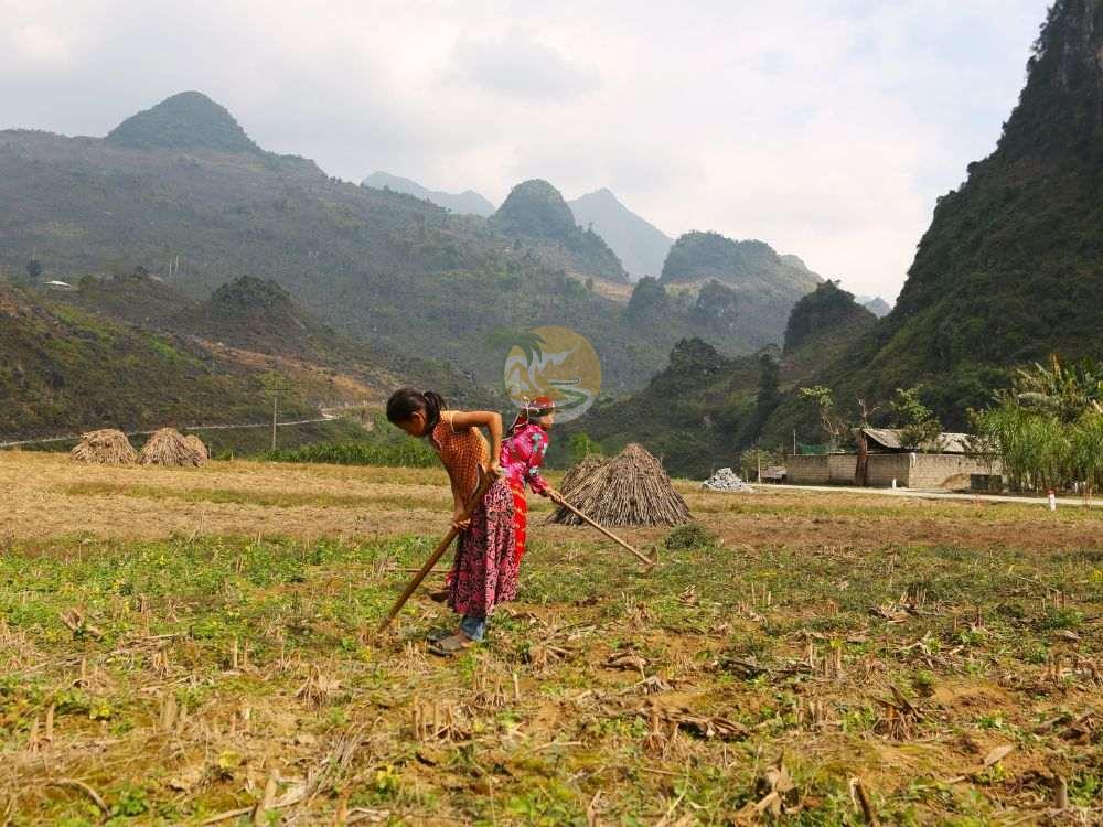 Local farmer working in Ha Giang loop tour 7 days