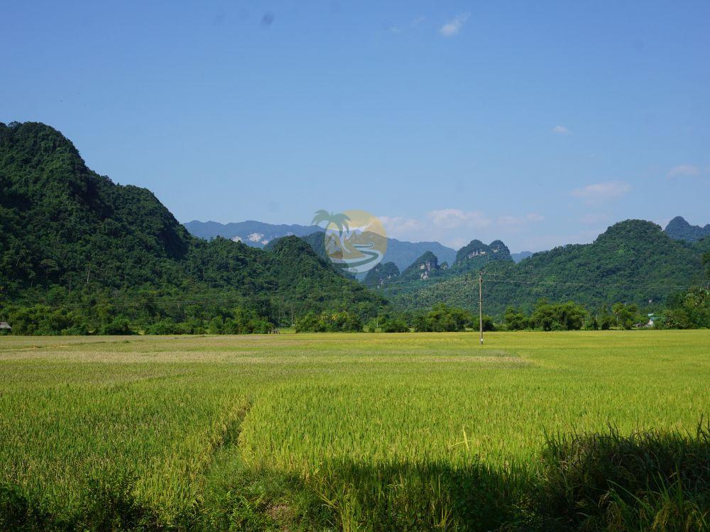Lush green fields on the 7 days Ha Giang loop tour
