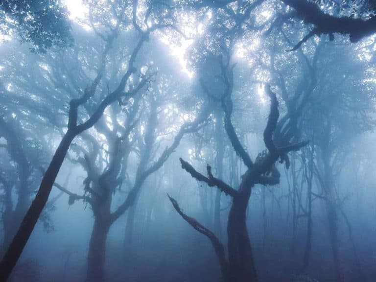 Forêt ancienne dans la brume, trek de 2 jours au Tay Con Linh