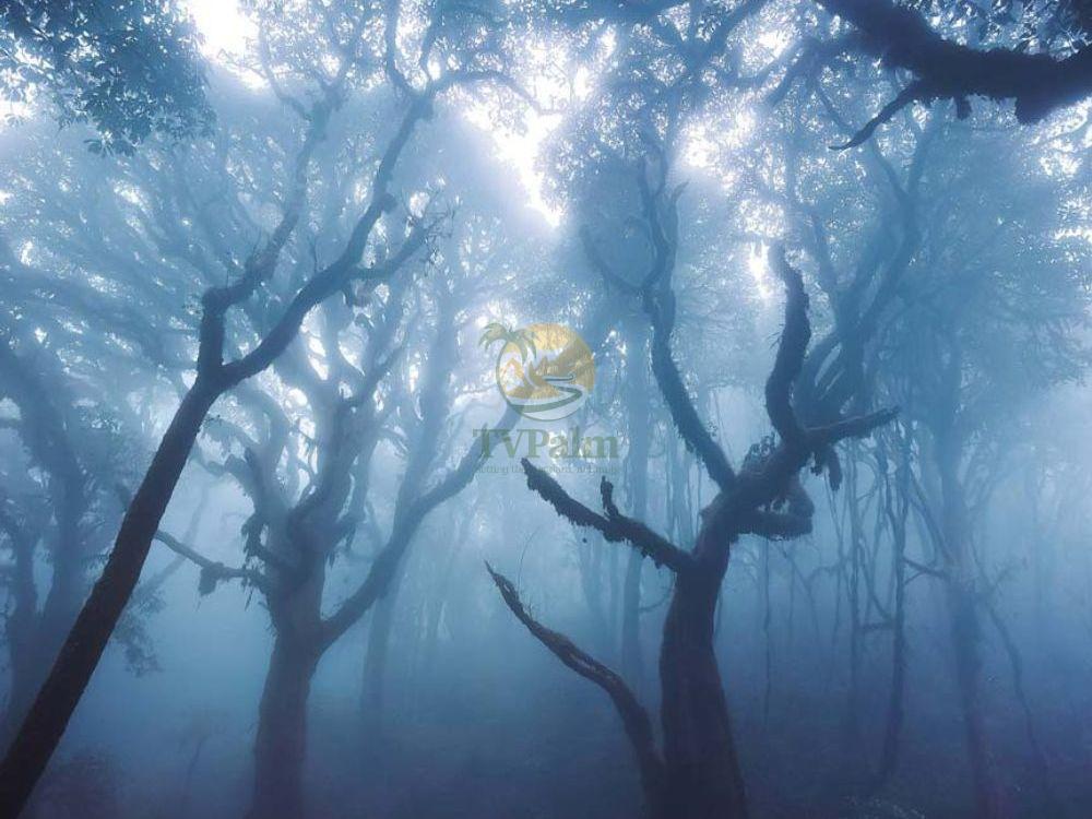 Misty and mystical ancient forest atmosphere on a 2-day Tay Con Linh trekking expedition