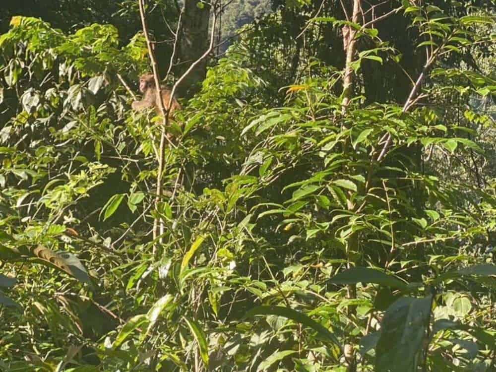 Monkey hiding in forest canopy