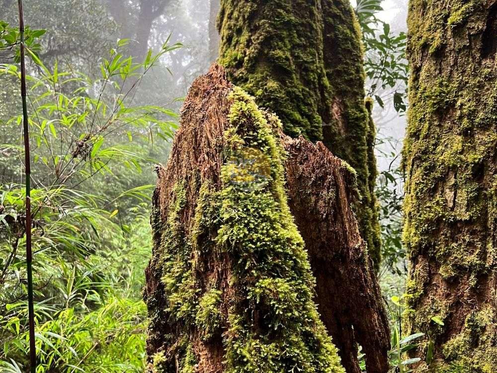 Mossy ancient tree trunks in the forest during a 2-day Tay Con Linh trekking expedition