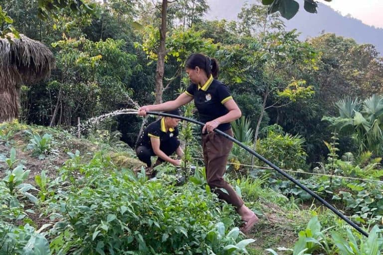 Organic farming practices in progress at Palm Eco-Garden