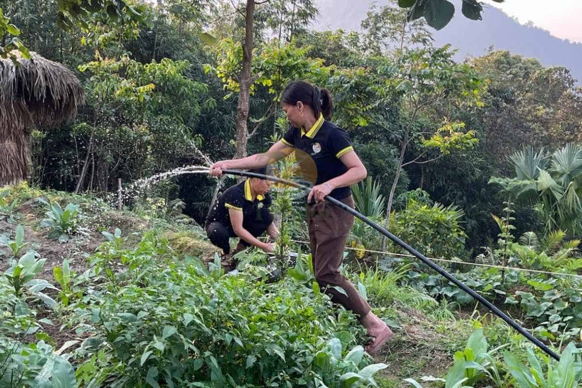 Organic farming practices in progress at Palm Eco-Garden
