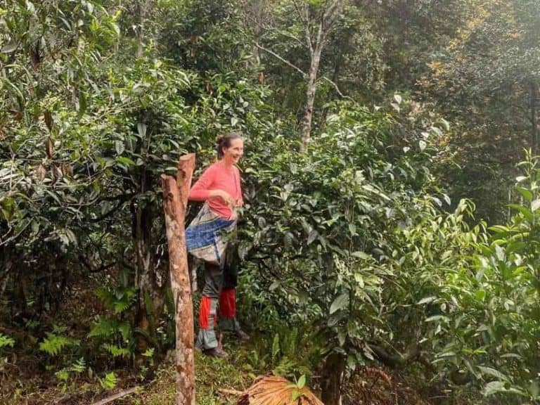 Person climbing a tall ancient snow shan tea tree to harvest leaves