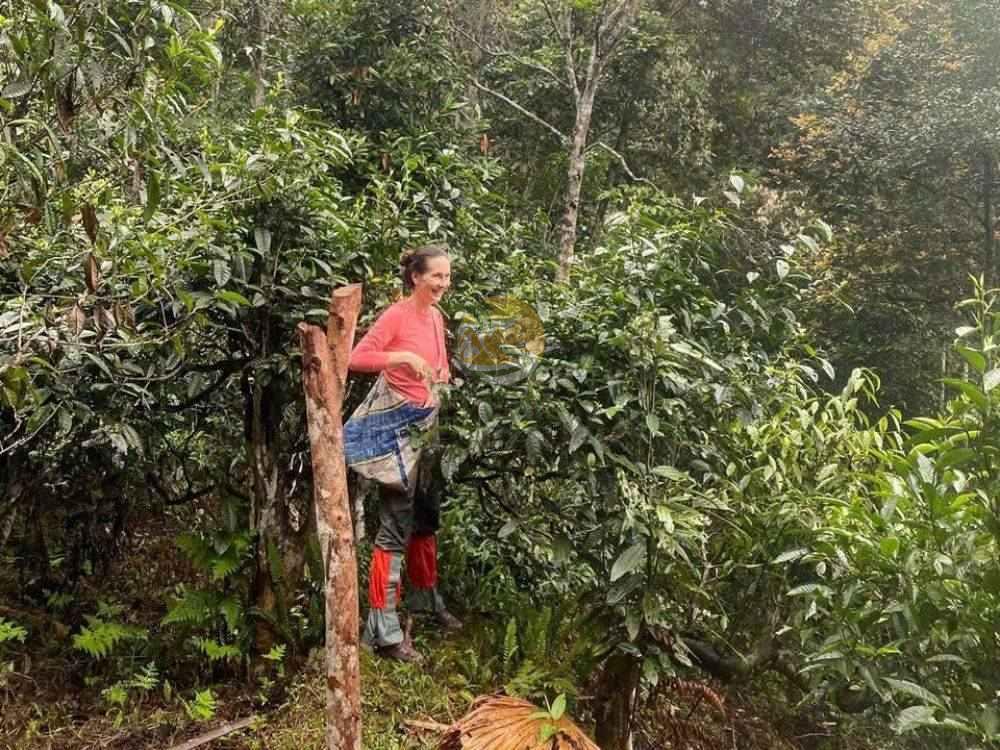 Person climbing a tall ancient snow shan tea tree to harvest leaves