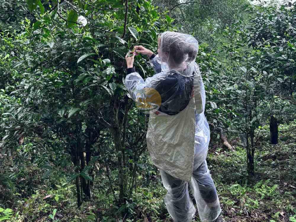 Picking fresh leaves during 1 day ancient snow shan tea experience