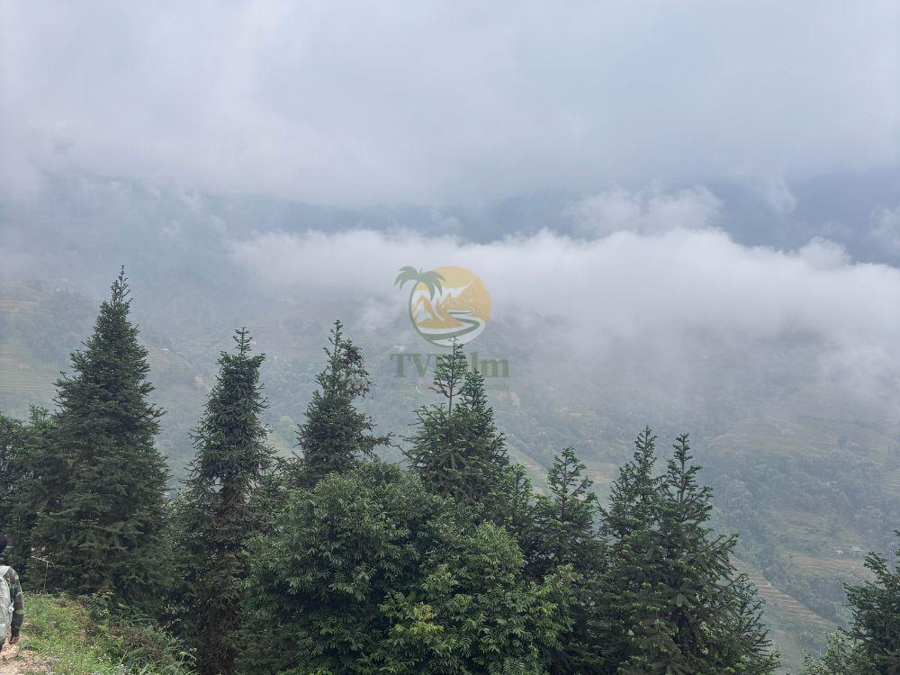 Pine trees covered in mist, 2 Days 1 Night Khuoi My - Xa Phin trekking adventure
