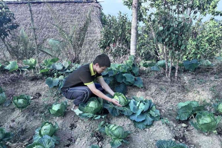 Rows of organic cabbage growing at Palm Eco-Garden