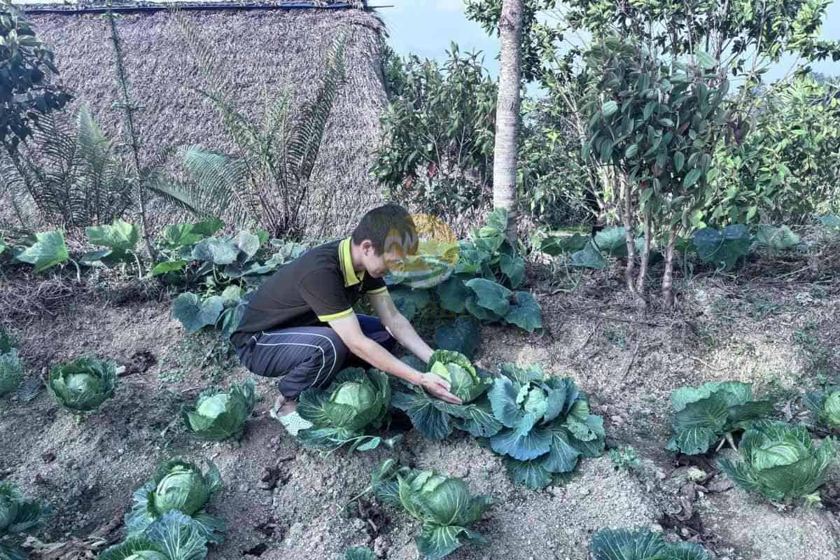 Rows of organic cabbage growing at Palm Eco-Garden