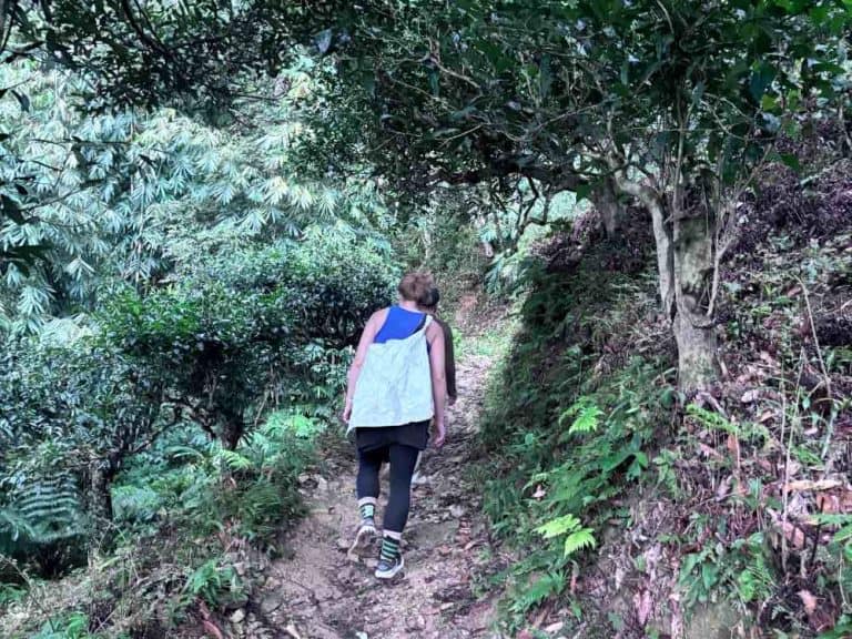 Scenic walking path leading to ancient snow shan tea cultivation area