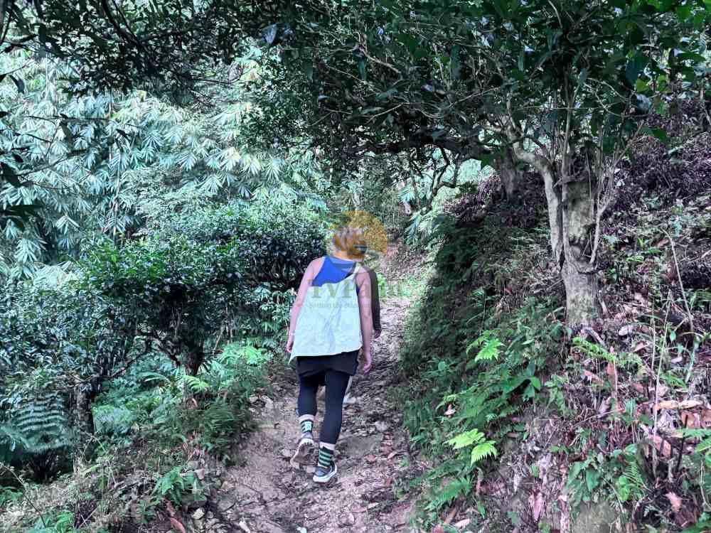Scenic walking path leading to ancient snow shan tea cultivation area