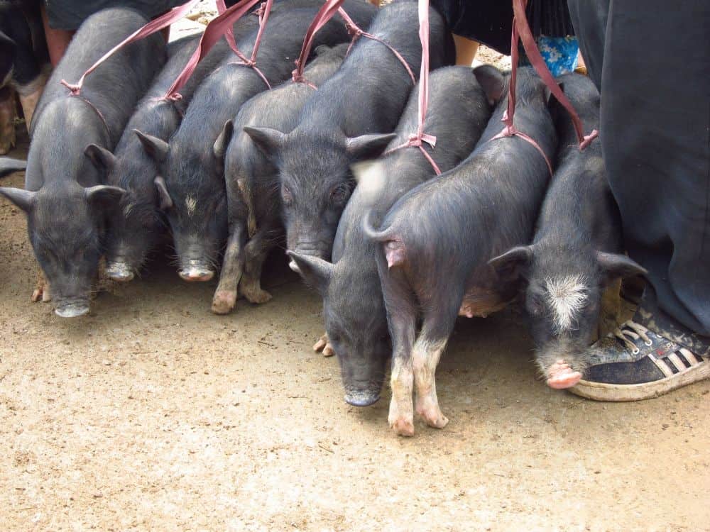 Selling local black pigs at the highland market