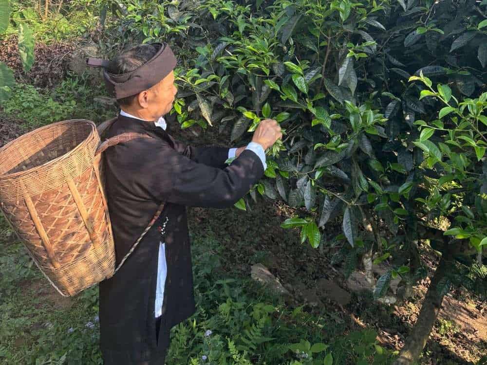 Shan snow tea is not only a drink