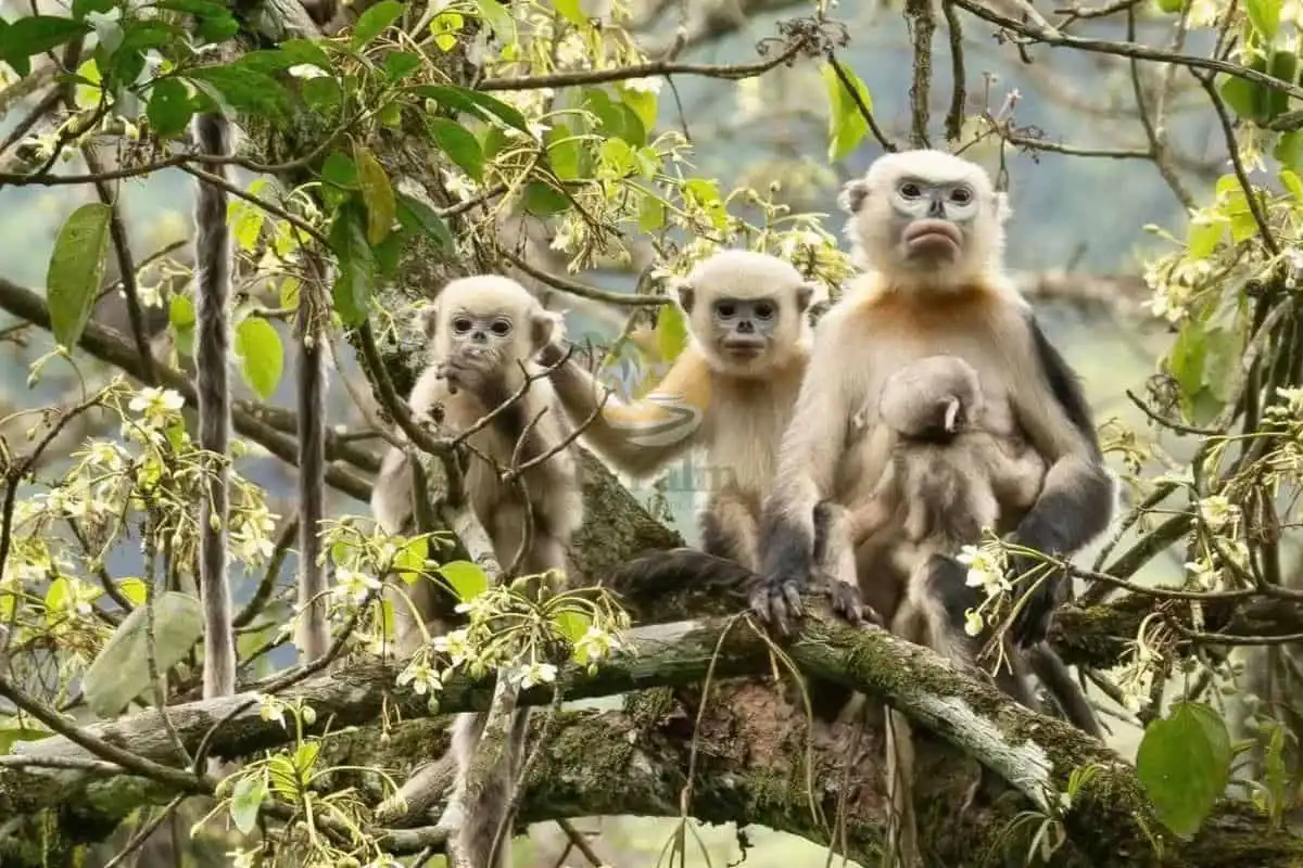 Snub-nosed monkeys live in isolation within forests.