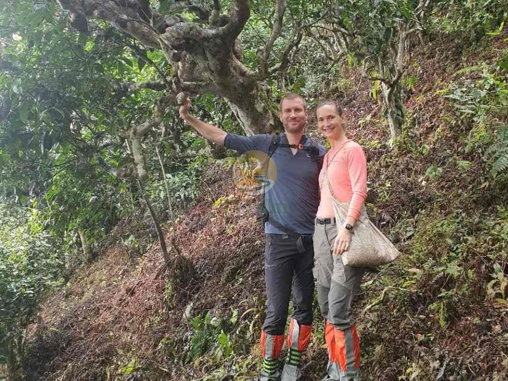 Souvenir photo in an ancient snow shan tea garden