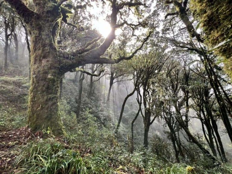 La lumière filtre entre les arbres anciens, trek de 2 jours au Tay Con Linh