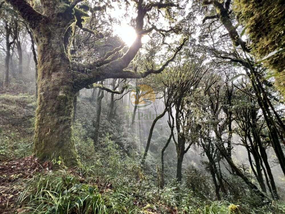 Sunlight filtering through the ancient trees on a 2-day Tay Con Linh trekking adventure