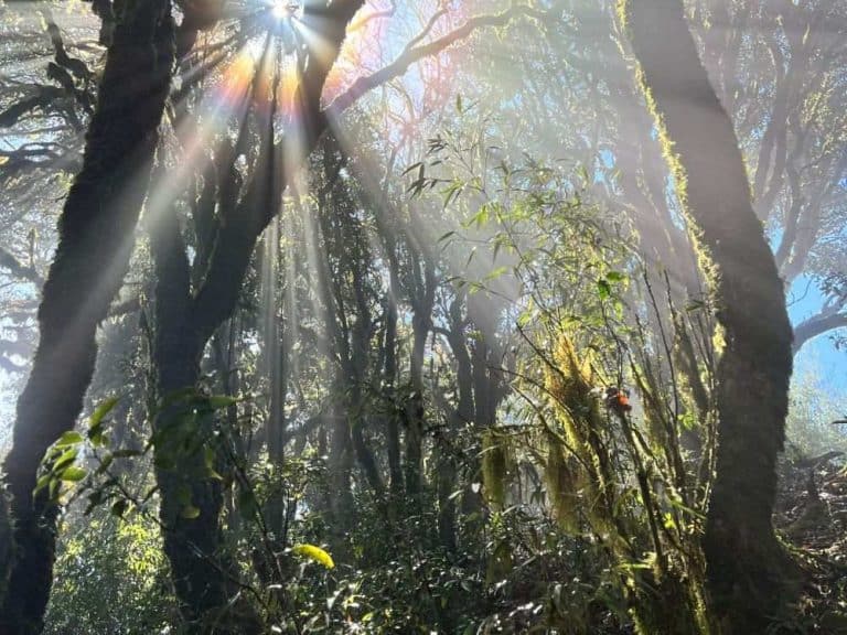 La lumière filtre entre les arbres d’une forêt dense, lors d’un trek au Vietnam.