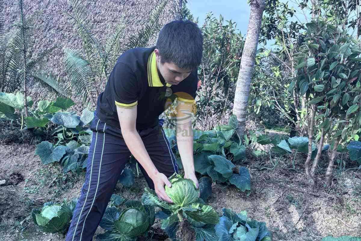 Sustainable agricultural harvest at Palm Eco-Garden