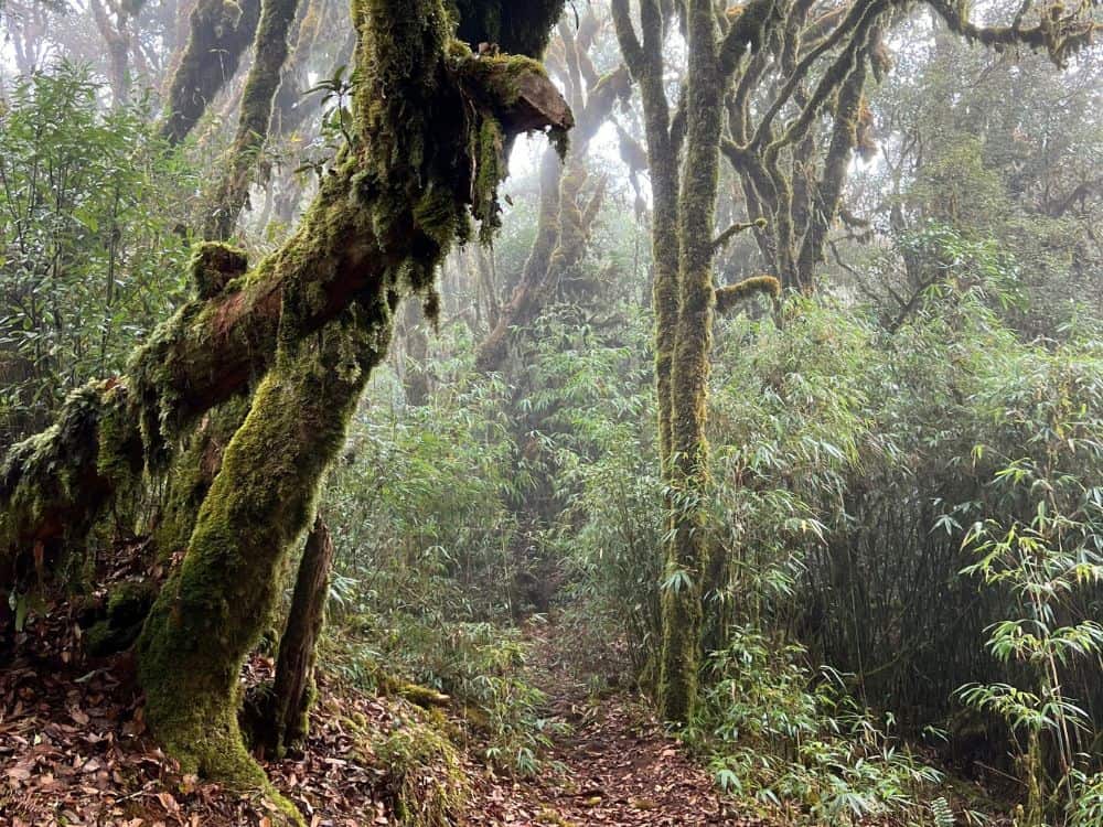 Tay Con Linh Ancient Mossy Trunk