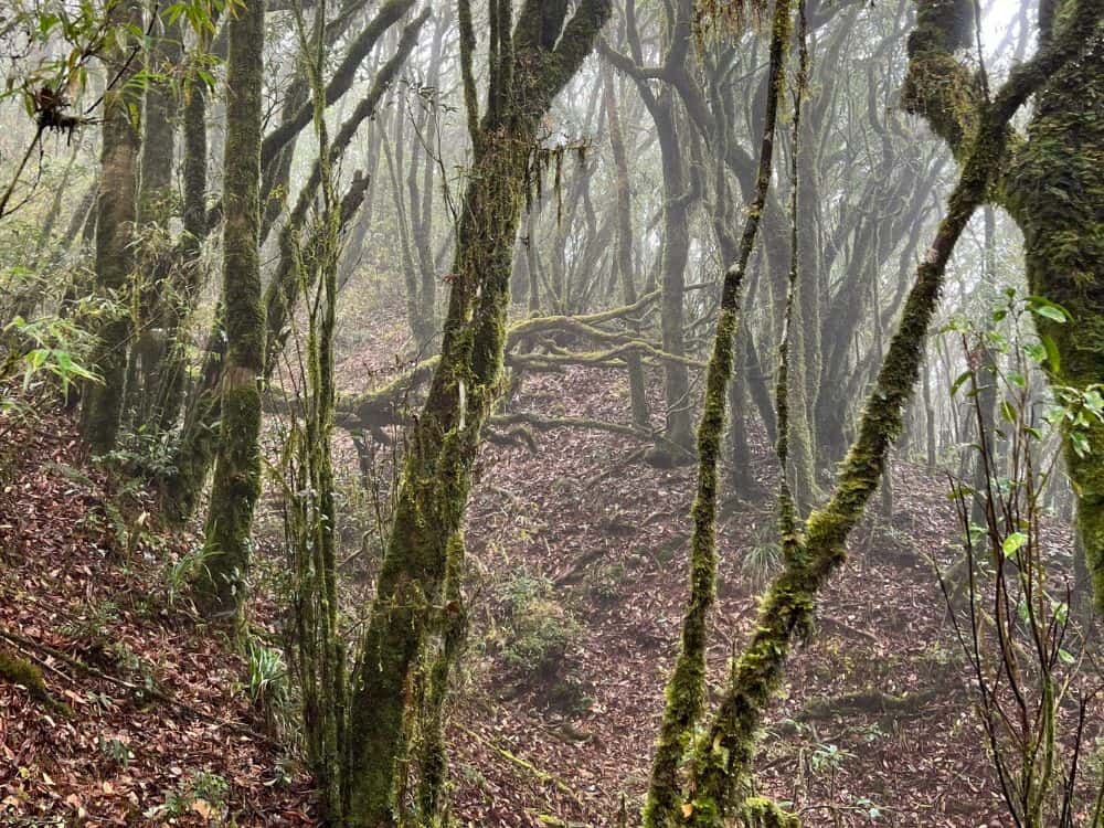 Tay Con Linh Misty Forest Path
