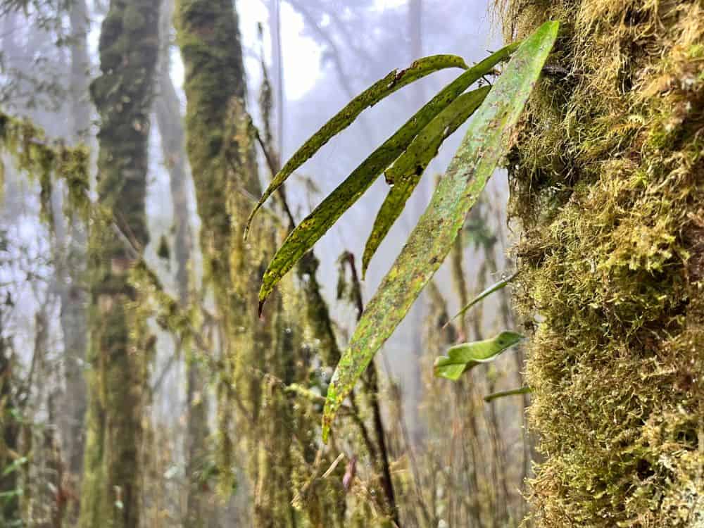 Tay Con Linh Moss & Ferns