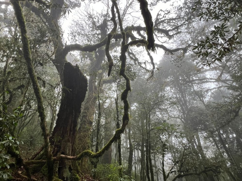 Tay Con Linh Primeval Woods