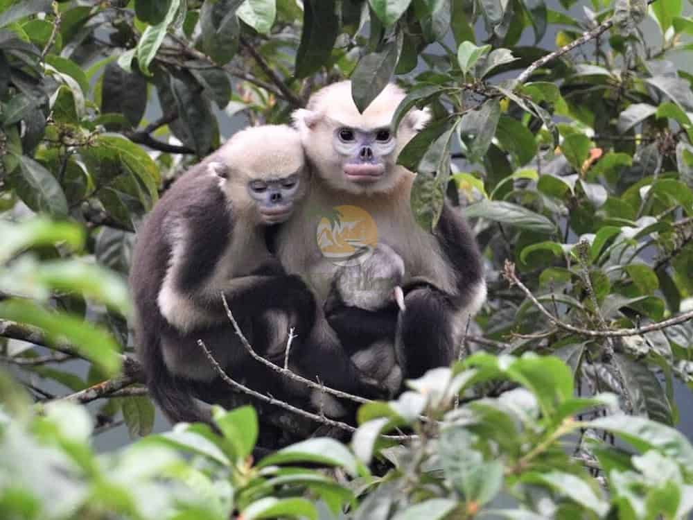Tonkin Snub-nosed Monkey endangered - Biological vulnerabilities and population isolation