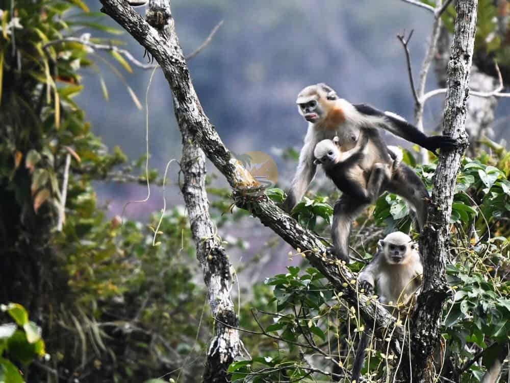 Tonkin Snub-nosed Monkey endangered - Habitat loss and primate survival