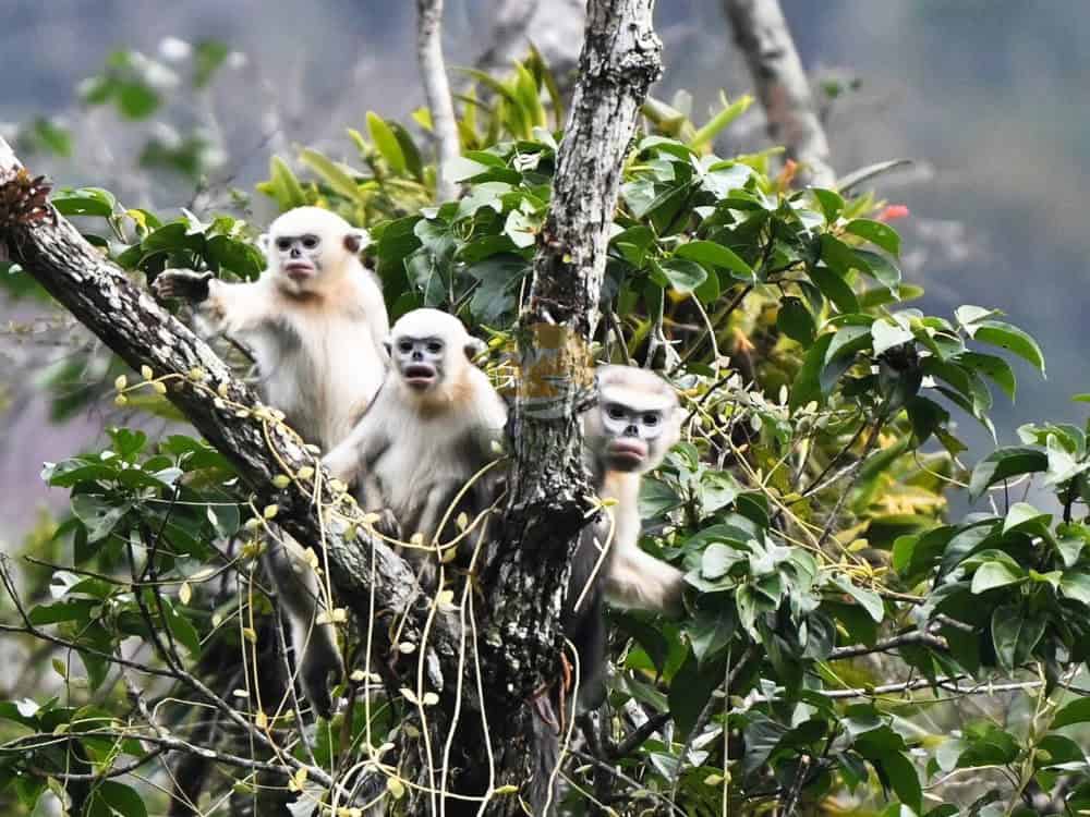 Tonkin Snub-nosed Monkey endangered - The danger of illegal hunting and the bushmeat trade