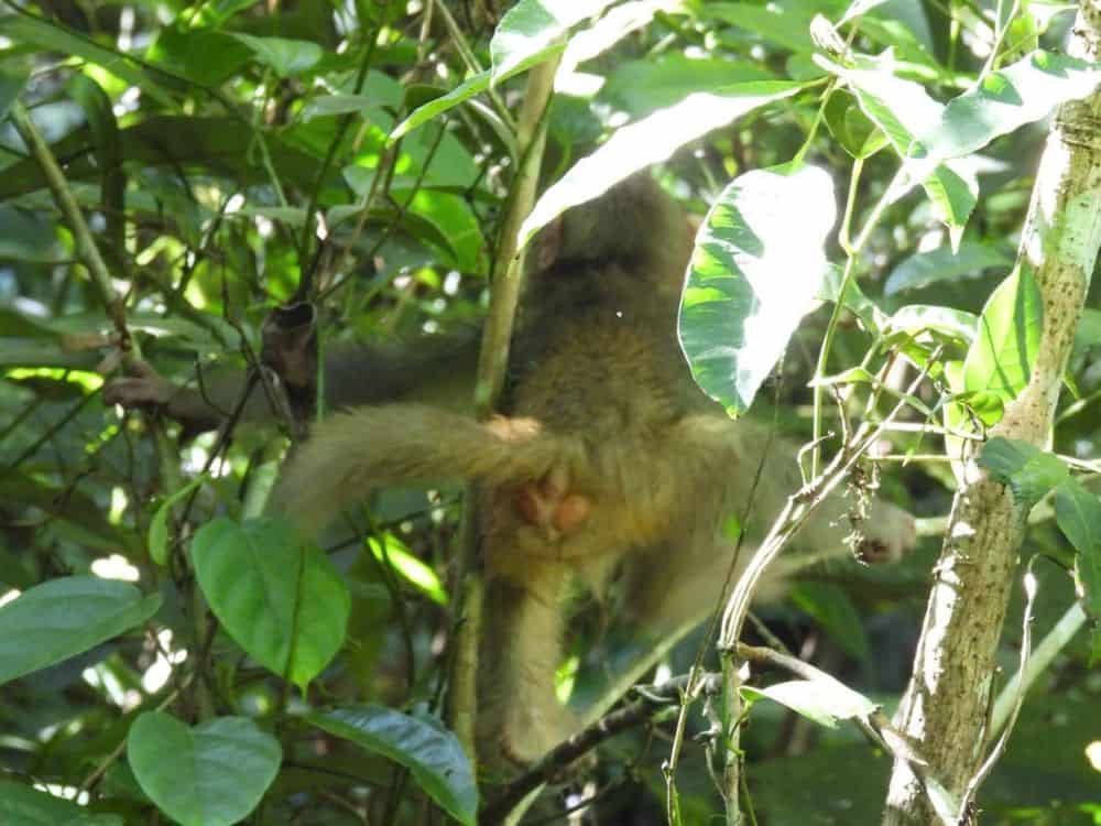 Tonkin snub-nosed monkey in tree