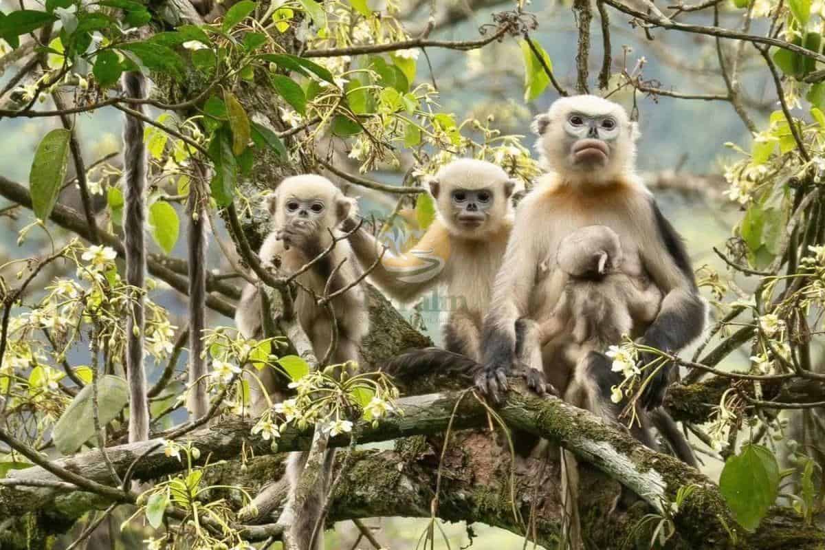 Tonkin-snub-nosed-monkeys
