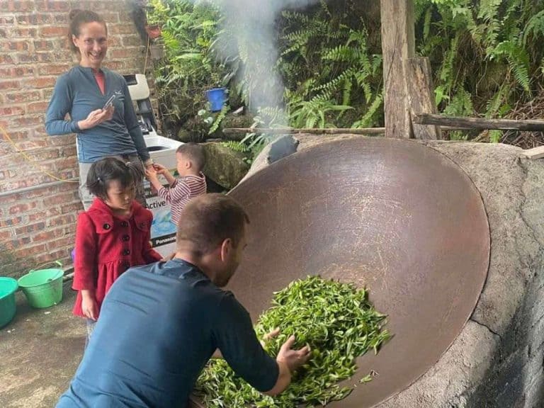Tourists learning 1 day ancient snow shan tea processing in a workshop