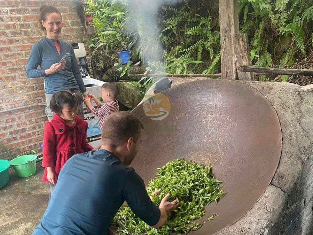 Tourists learning 1 day ancient snow shan tea processing in a workshop