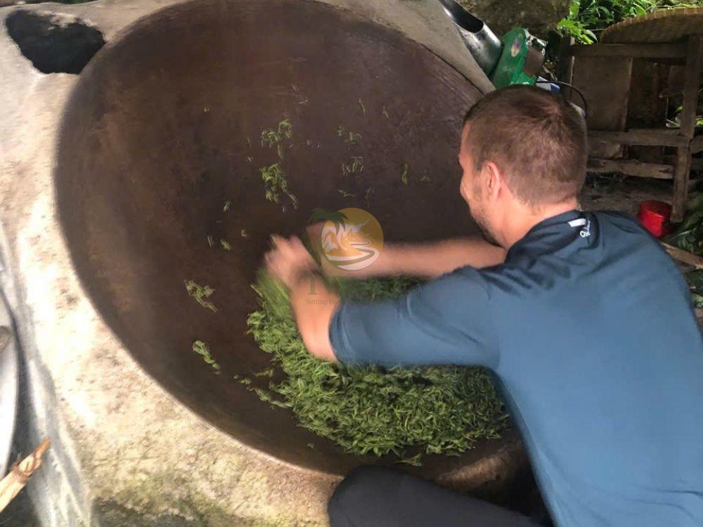 Tourists roasting fresh ancient snow shan tea leaves in large pan