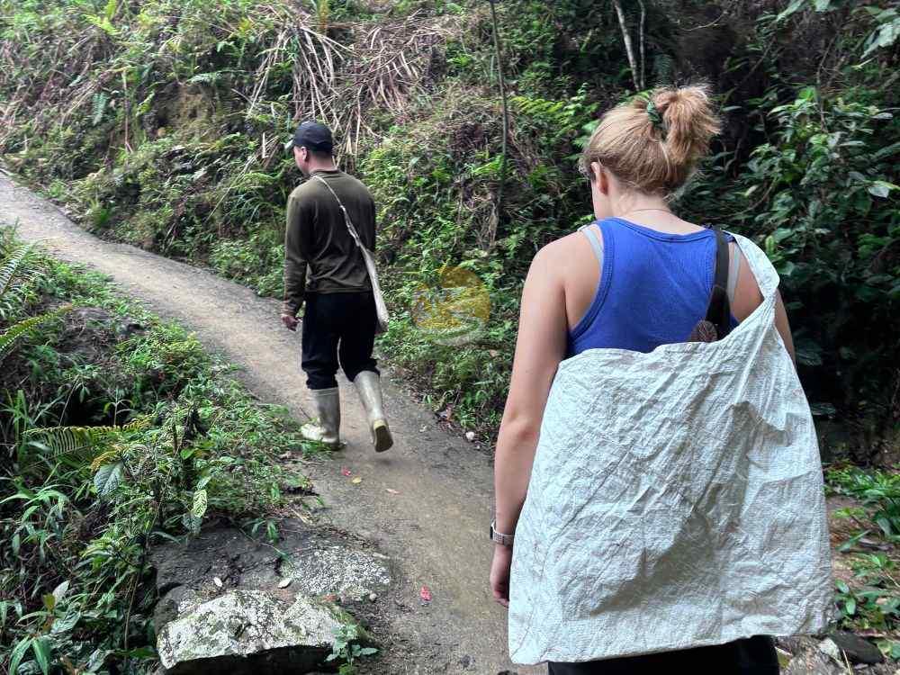 Tourists trekking through forest for 1 day ancient snow shan tea tour