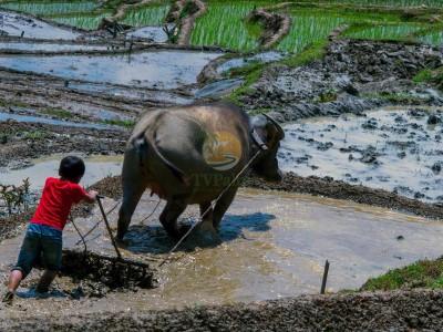 Traditional buffalo plowing in Ha Giang loop tour 7 days