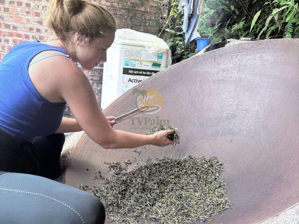 Traditional method of stirring fresh ancient snow shan tea leaves