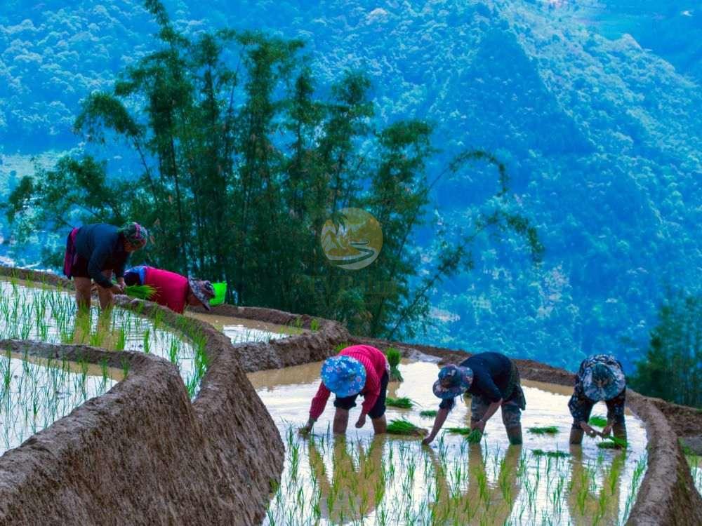Traditional rice planting scene, Ha Giang loop tour 7 days